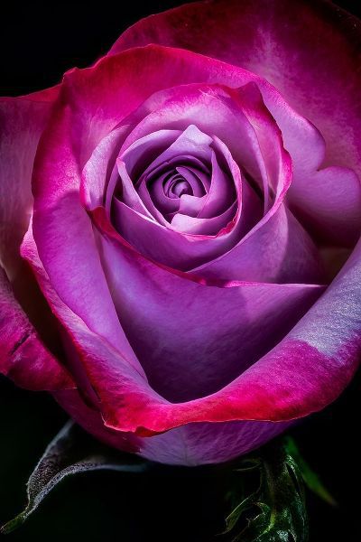 Colorado-Ft Collins Rose flower close-up